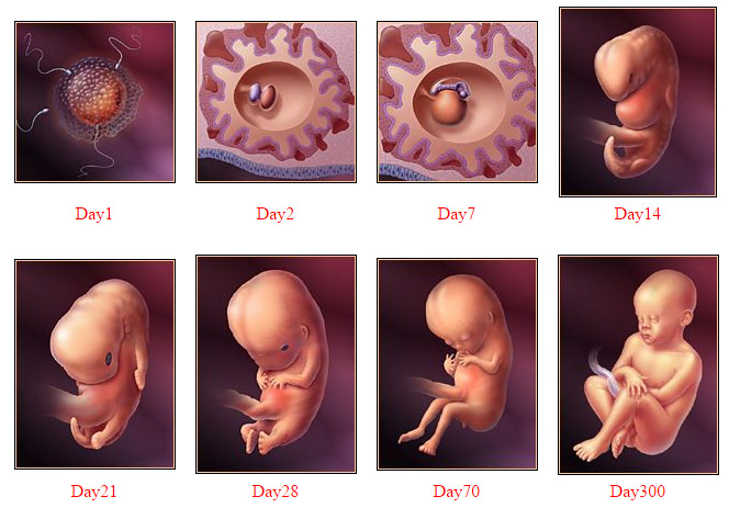 胎兒在子宮的發育